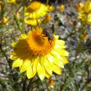 Oxysarcodexia varia at Molonglo Valley, ACT - 10 Nov 2019