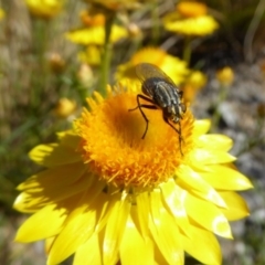 Oxysarcodexia varia at Molonglo Valley, ACT - 10 Nov 2019