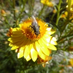 Oxysarcodexia varia at Molonglo Valley, ACT - 10 Nov 2019