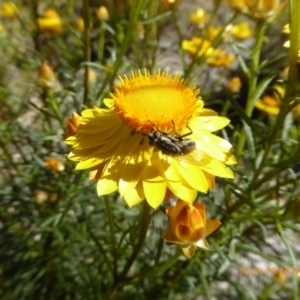 Oxysarcodexia varia at Molonglo Valley, ACT - 10 Nov 2019