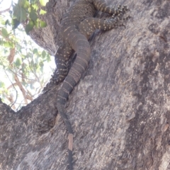 Varanus varius (Lace Monitor) at Black Range, NSW - 13 Nov 2019 by MatthewHiggins