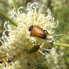 Phyllotocus rufipennis (Nectar scarab) at Molonglo Valley, ACT - 10 Nov 2019 by AndyRussell