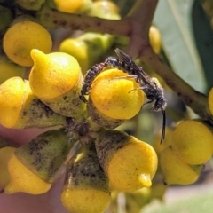 Tiphiidae (family) (Unidentified Smooth flower wasp) at Hackett, ACT - 11 Nov 2019 by HelenCross