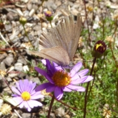 Zizina otis (Common Grass-Blue) at Reid, ACT - 13 Nov 2019 by AndyRussell