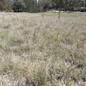 Poa sieberiana at Latham, ACT - 13 Nov 2019