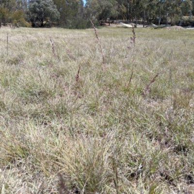 Poa sieberiana (Poa Tussock) at Latham, ACT - 13 Nov 2019 by MattM