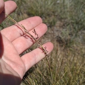 Poa sieberiana at Latham, ACT - 13 Nov 2019 02:17 PM