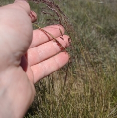 Poa sieberiana at Latham, ACT - 13 Nov 2019