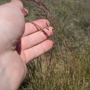 Poa sieberiana at Latham, ACT - 13 Nov 2019 02:17 PM