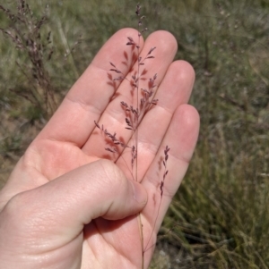 Poa sieberiana at Latham, ACT - 13 Nov 2019 02:17 PM