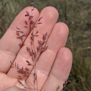 Poa sieberiana at Latham, ACT - 13 Nov 2019 02:17 PM