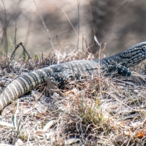 Varanus rosenbergi at Gordon, ACT - suppressed