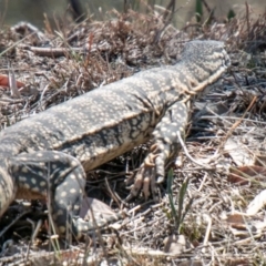 Varanus rosenbergi at Gordon, ACT - suppressed