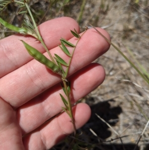 Vicia sp. at Latham, ACT - 13 Nov 2019 02:03 PM