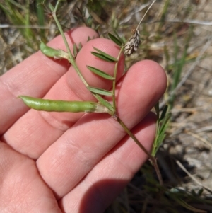 Vicia sp. at Latham, ACT - 13 Nov 2019 02:03 PM