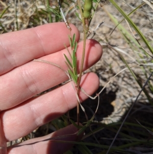 Vicia sp. at Latham, ACT - 13 Nov 2019 02:03 PM