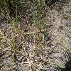 Vicia sp. at Latham, ACT - 13 Nov 2019 02:03 PM