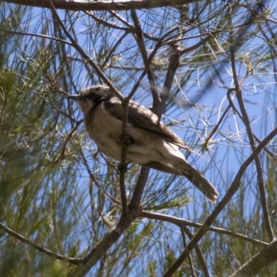 Chrysococcyx osculans (Black-eared Cuckoo) at Stromlo, ACT - 13 Nov 2019 by rawshorty