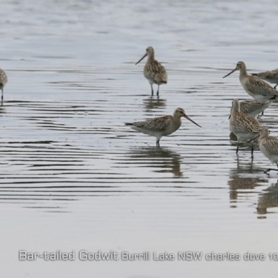 Limosa lapponica (Bar-tailed Godwit) at Burrill Lake, NSW - 24 Oct 2019 by Charles Dove