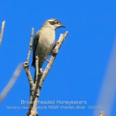 Melithreptus brevirostris (Brown-headed Honeyeater) at Ulladulla - Warden Head Bushcare - 26 Oct 2019 by Charles Dove