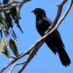 Eudynamys orientalis (Pacific Koel) at Mollymook, NSW - 24 Oct 2019 by CharlesDove
