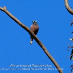 Artamus superciliosus (White-browed Woodswallow) at Ulladulla, NSW - 25 Oct 2019 by CharlesDove