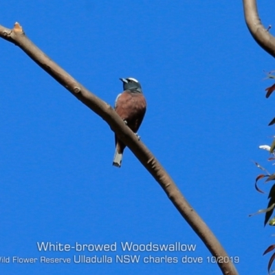 Artamus superciliosus (White-browed Woodswallow) at Ulladulla, NSW - 25 Oct 2019 by CharlesDove