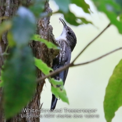 Cormobates leucophaea (White-throated Treecreeper) at Ulladulla, NSW - 26 Oct 2019 by CharlesDove