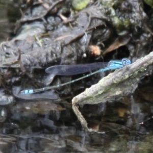 Pseudagrion microcephalum at Lake Curalo - 10 Nov 2019 11:08 AM