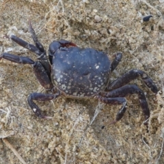 Unidentified Crab at Eden, NSW - 8 Nov 2019 by HarveyPerkins