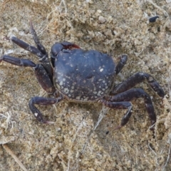 Paragrapsus laevis at Eden, NSW - 9 Nov 2019 by HarveyPerkins