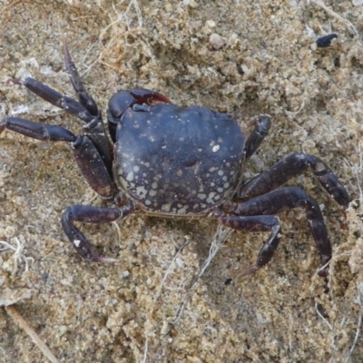 Paragrapsus laevis at Eden, NSW - 8 Nov 2019 by HarveyPerkins