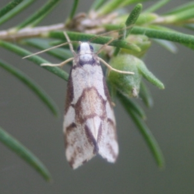 Anestia semiochrea (Marbled Footman) at Eden, NSW - 9 Nov 2019 by FionaG
