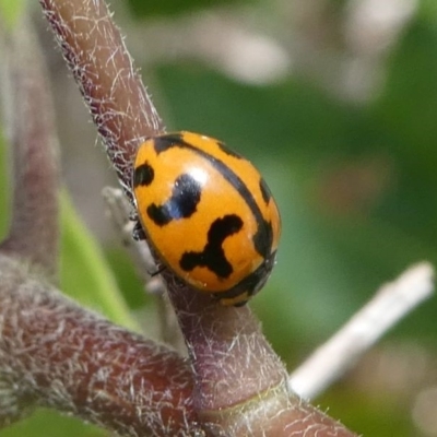 Coccinella transversalis (Transverse Ladybird) at Eden, NSW - 8 Nov 2019 by HarveyPerkins