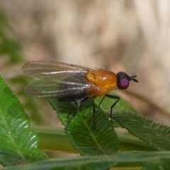 Sapromyza sp. (genus) (A lauxaniid fly) at Eden, NSW - 8 Nov 2019 by HarveyPerkins