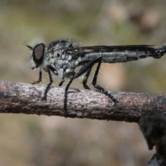 Unidentified Robber fly (Asilidae) at Eden, NSW - 8 Nov 2019 by HarveyPerkins