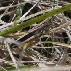 Caledia captiva (grasshopper) at Eden, NSW - 9 Nov 2019 by HarveyPerkins