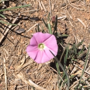 Convolvulus angustissimus subsp. angustissimus at Hughes, ACT - 13 Nov 2019