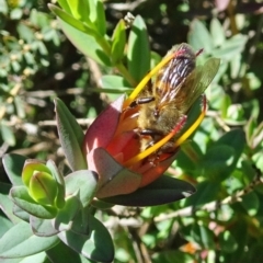 Apis mellifera (European honey bee) at Isaacs, ACT - 13 Nov 2019 by galah681