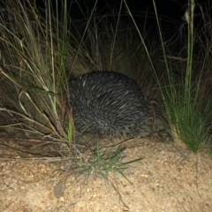 Tachyglossus aculeatus (Short-beaked Echidna) at Chapman, ACT - 4 Nov 2019 by Nat