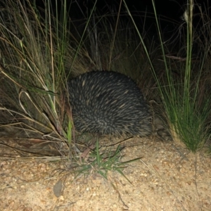 Tachyglossus aculeatus at Chapman, ACT - 4 Nov 2019 07:59 PM