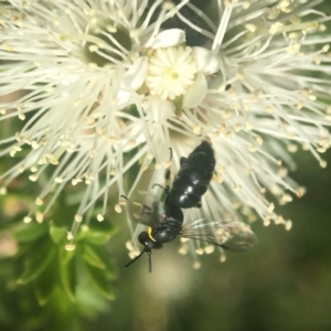 Hylaeus (Gnathoprosopoides) bituberculatus at Acton, ACT - 6 Nov 2019