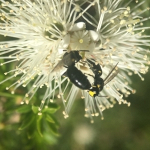 Hylaeus (Gnathoprosopoides) bituberculatus at Acton, ACT - 6 Nov 2019 01:42 PM