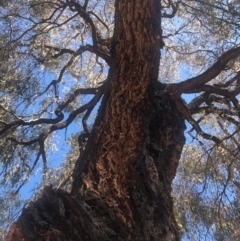 Eucalyptus sideroxylon at Weston, ACT - 6 Nov 2019 03:57 PM