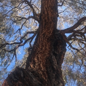 Eucalyptus sideroxylon at Weston, ACT - 6 Nov 2019