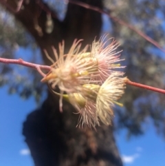 Eucalyptus sideroxylon at Weston, ACT - 6 Nov 2019 03:57 PM