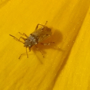 Nysius sp. (genus) at Isaacs, ACT - 13 Nov 2019