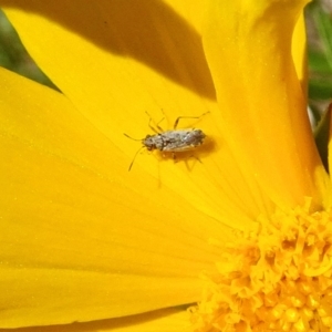 Nysius sp. (genus) at Isaacs, ACT - 13 Nov 2019