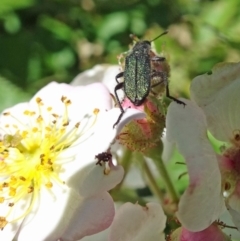 Cleridae sp. (family) at Isaacs, ACT - 13 Nov 2019