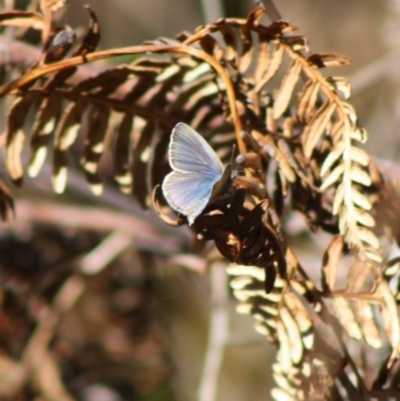 Zizina otis (Common Grass-Blue) at Guerilla Bay, NSW - 13 Nov 2019 by LisaH